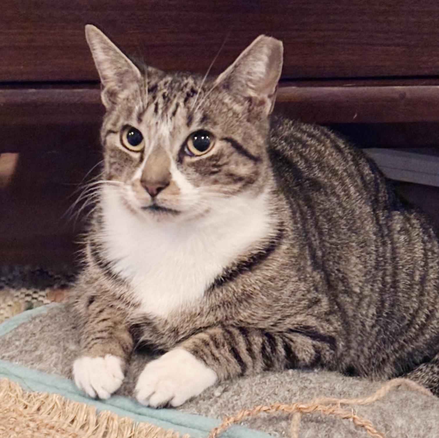 Casey, a ADOPTABLE Tabby in Philadelphia, PA image 1/5