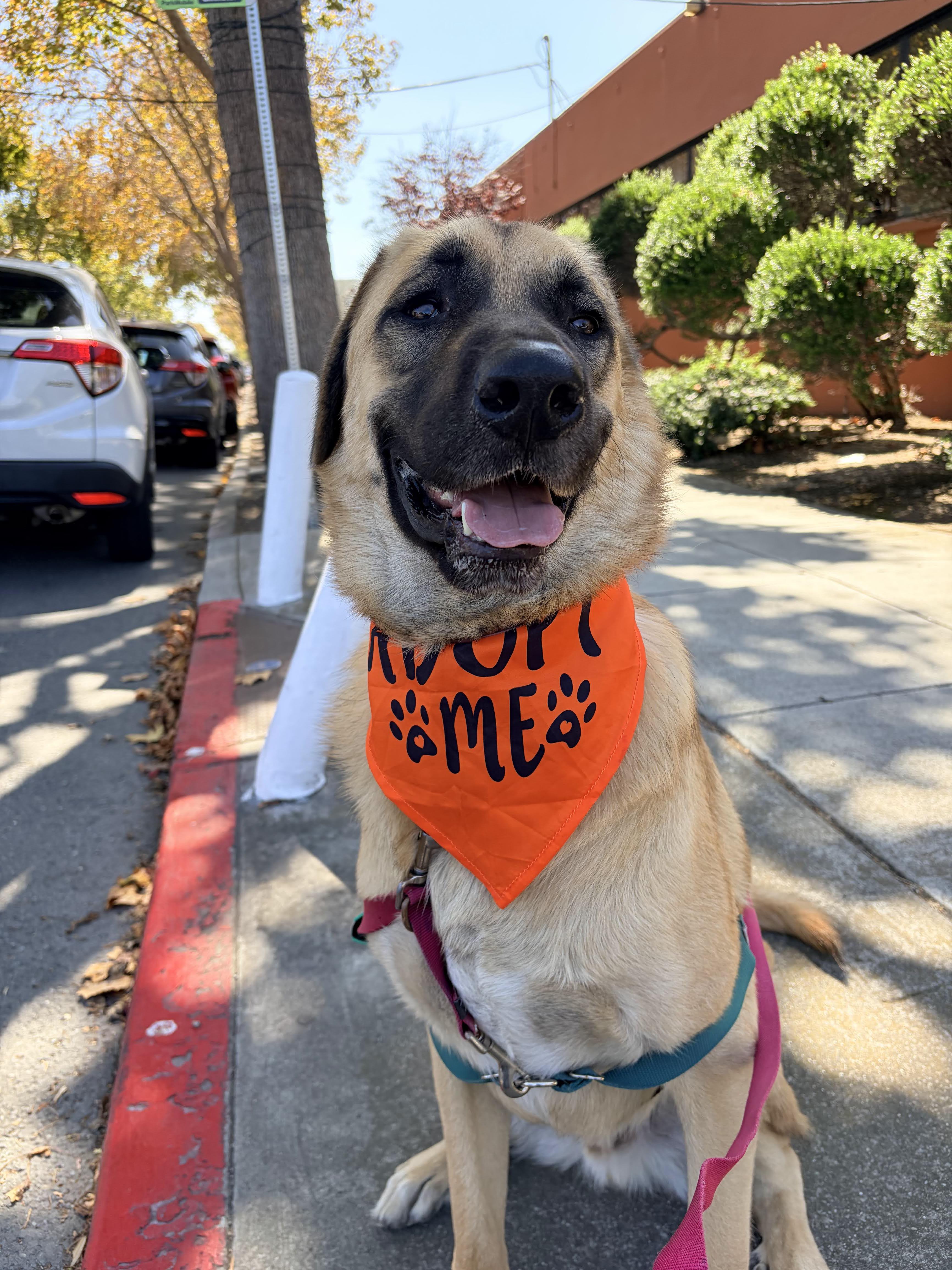 Enlarge Piccolo, a Adoptable mixed breed in berkeley, CA image 1/6