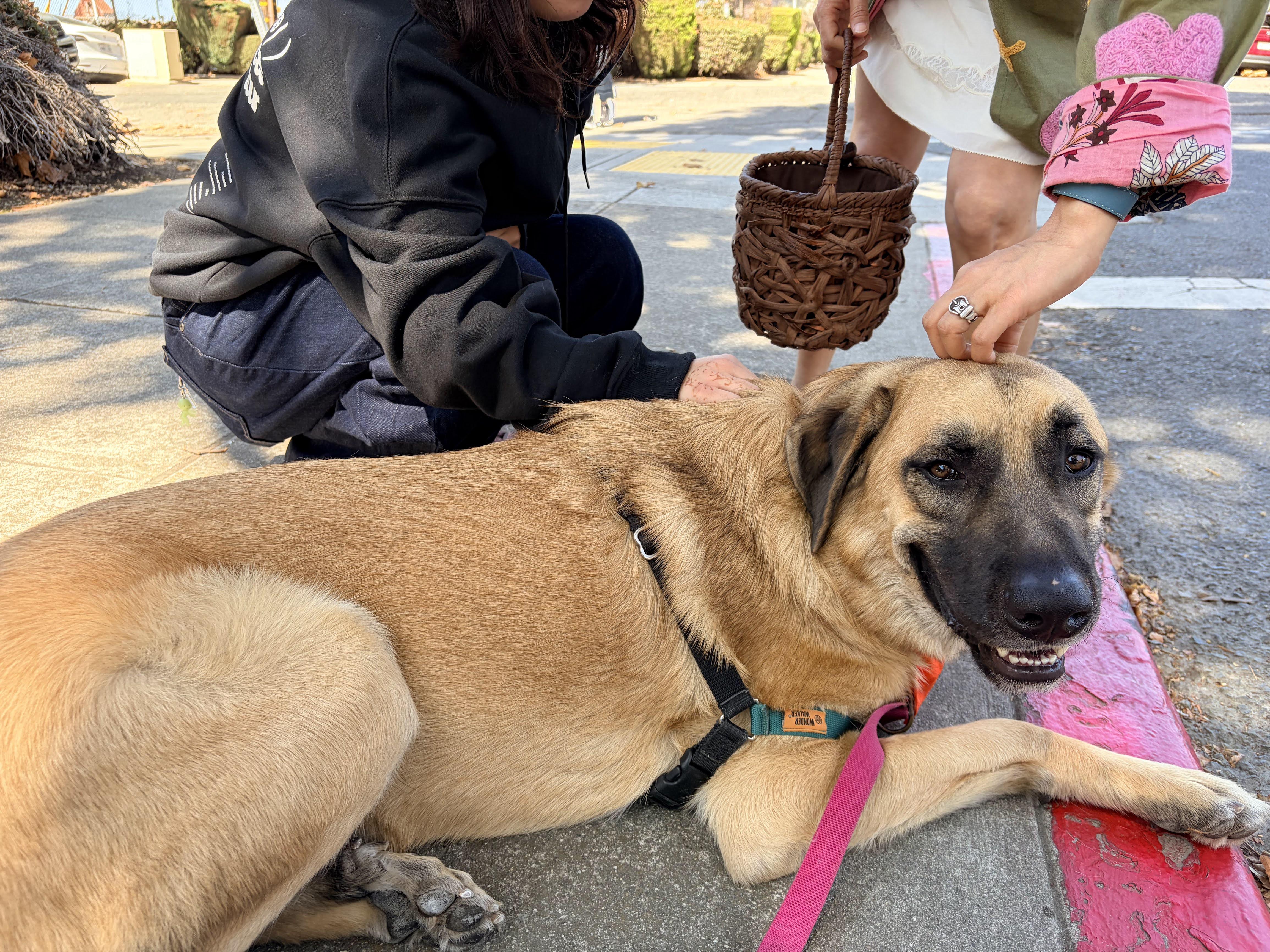Enlarge Piccolo, a Adoptable mixed breed in berkeley, CA image 5/6