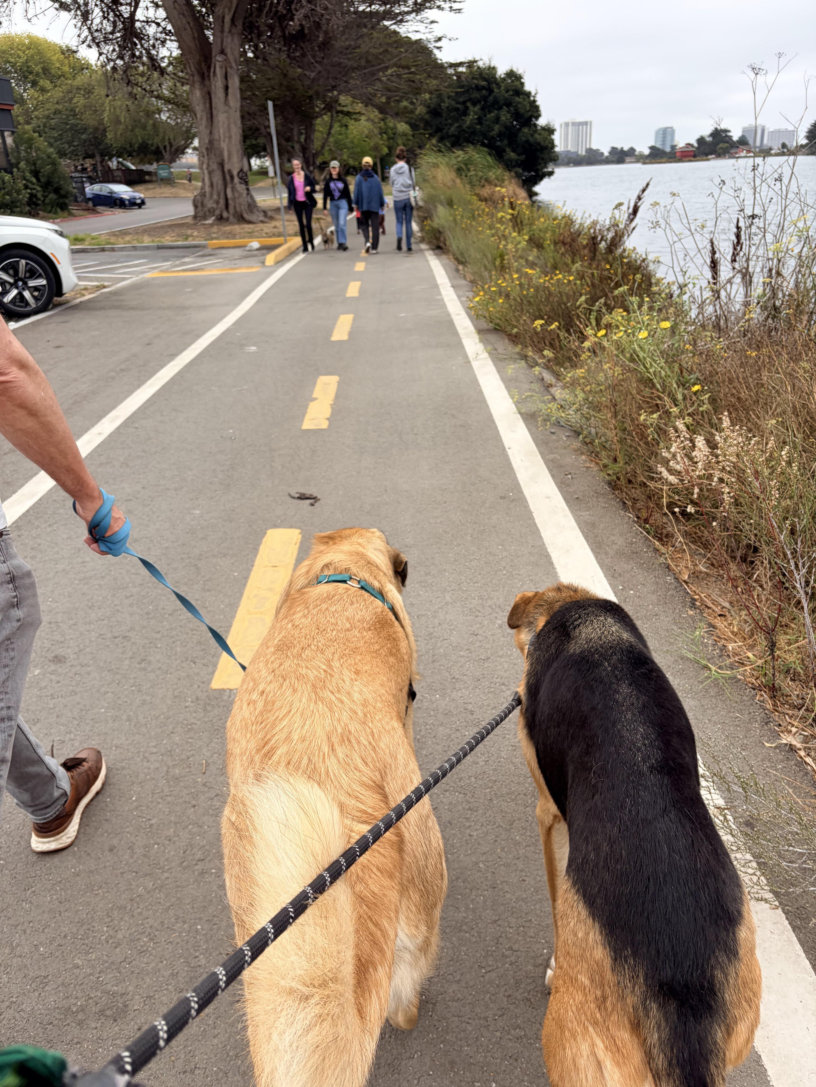 Enlarge Piccolo, a Adoptable mixed breed in berkeley, CA image 4/6