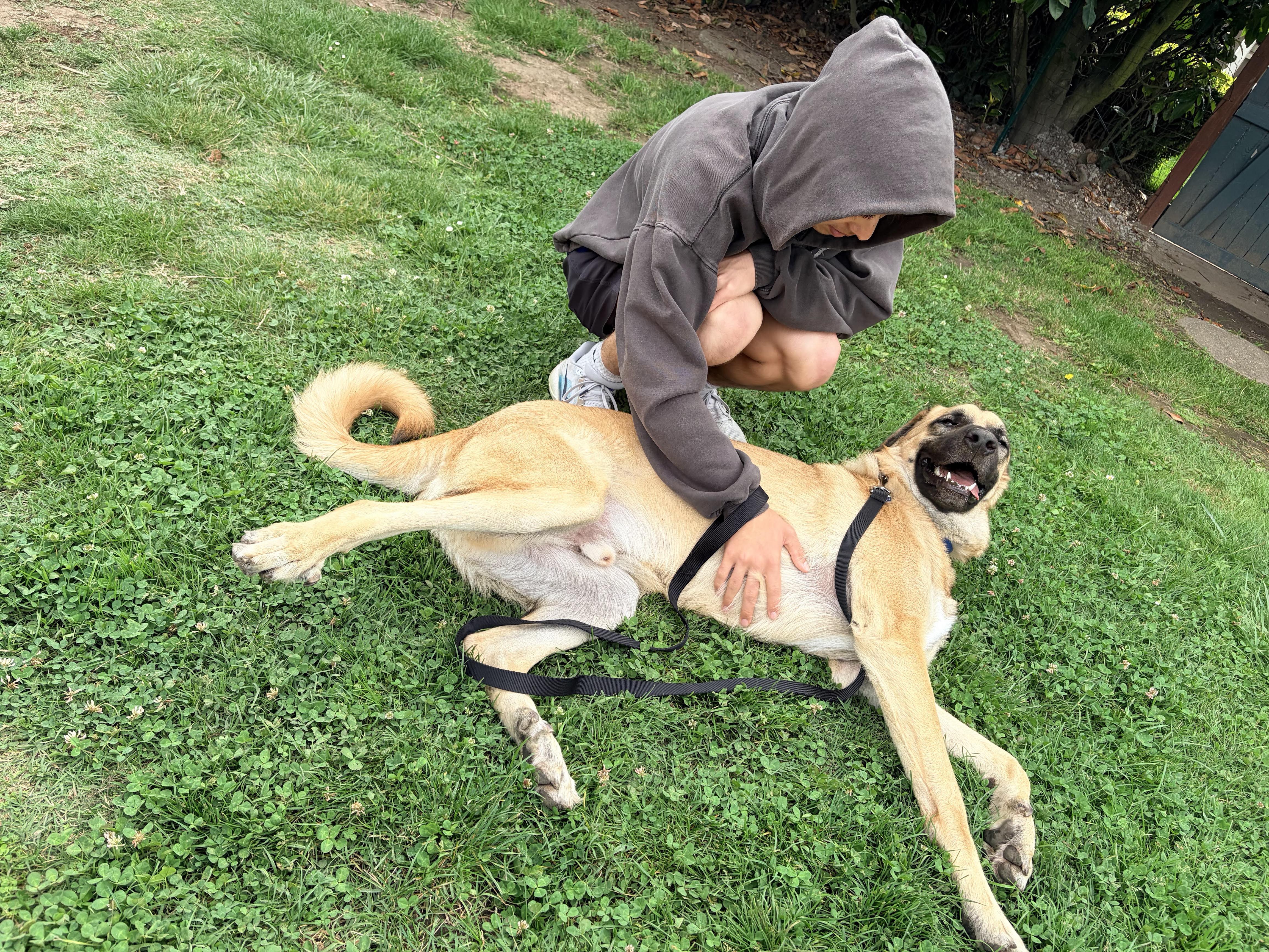 Enlarge Piccolo, a Adoptable mixed breed in berkeley, CA image 3/6