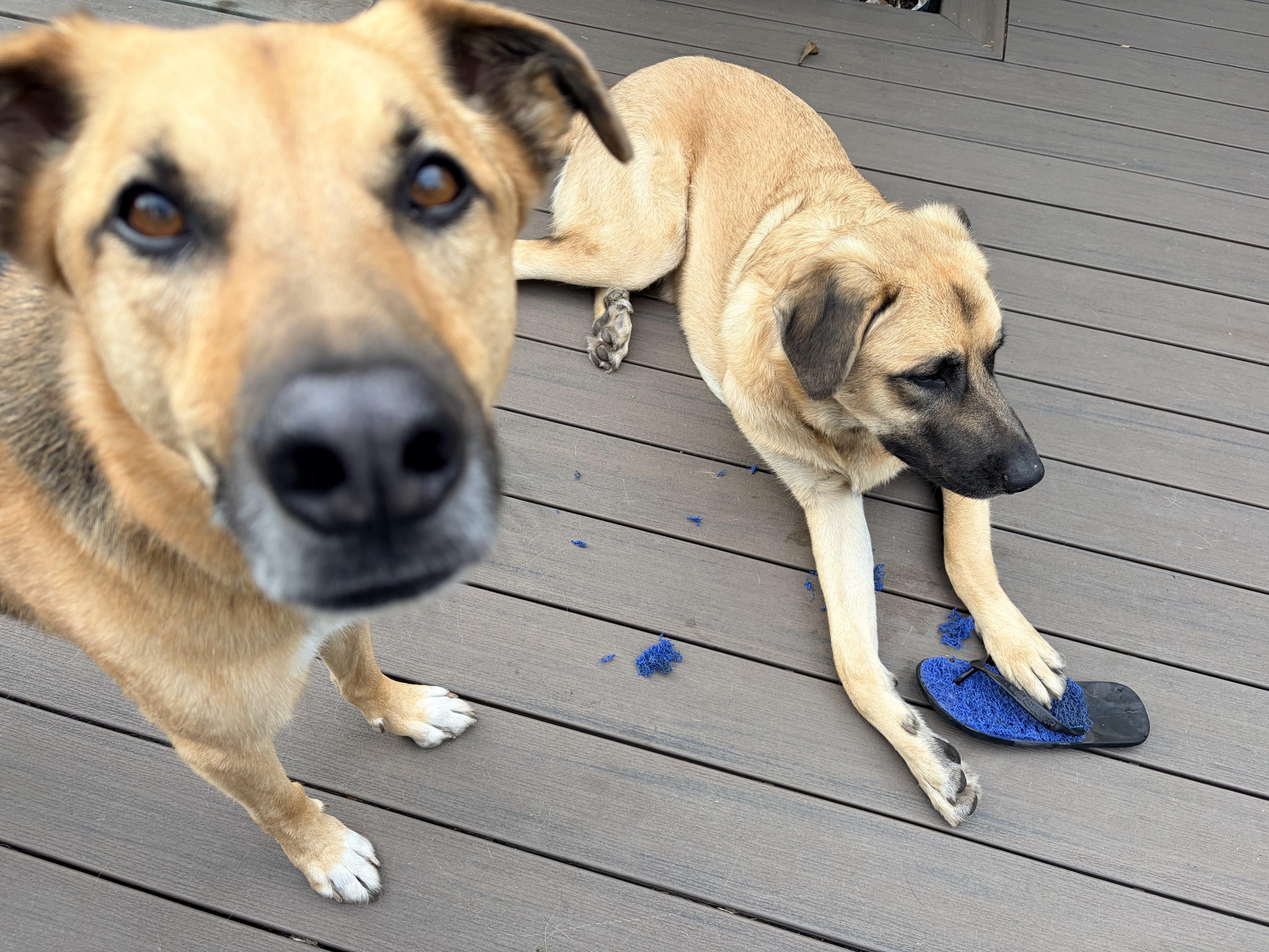 Enlarge Piccolo, a Adoptable mixed breed in berkeley, CA image 2/6