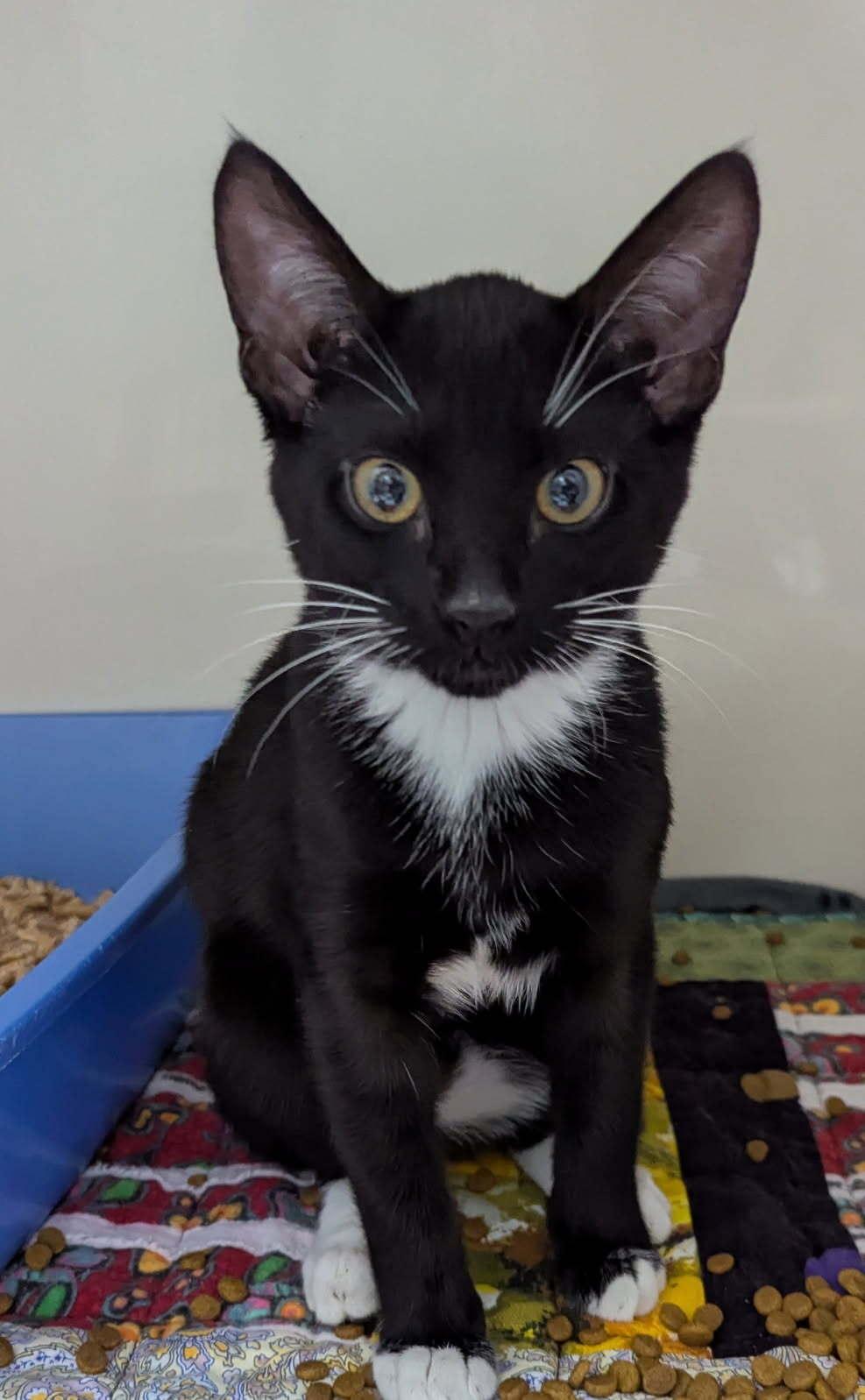 Wonton, an adoptable Domestic Short Hair in wetaskiwin, AB, t9a 2j4 | Photo Image 1