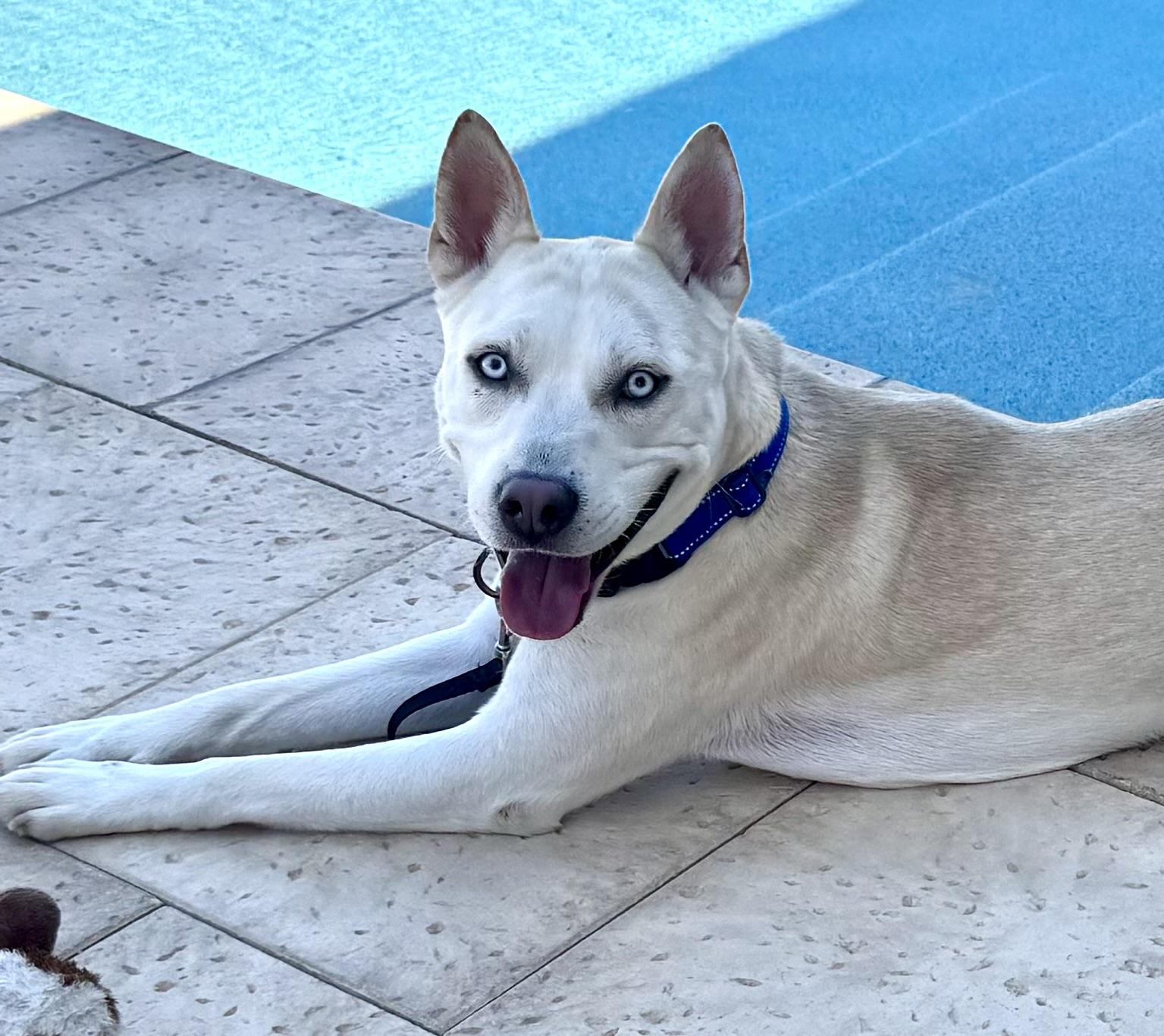 Enlarge Finn, a Adoptable mixed breed in Tucson, AZ image 1/5