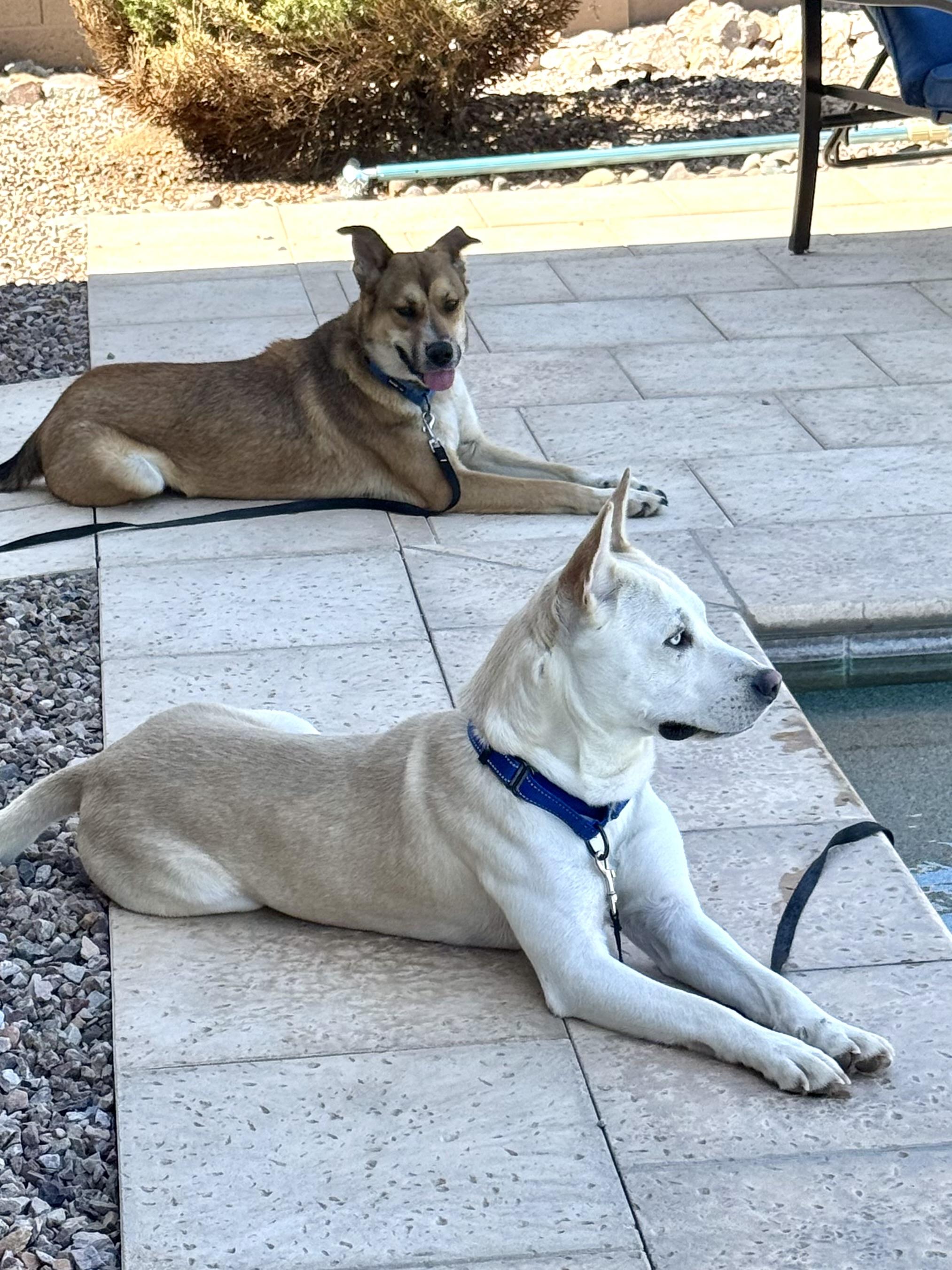 Enlarge Finn, a Adoptable mixed breed in Tucson, AZ image 2/5