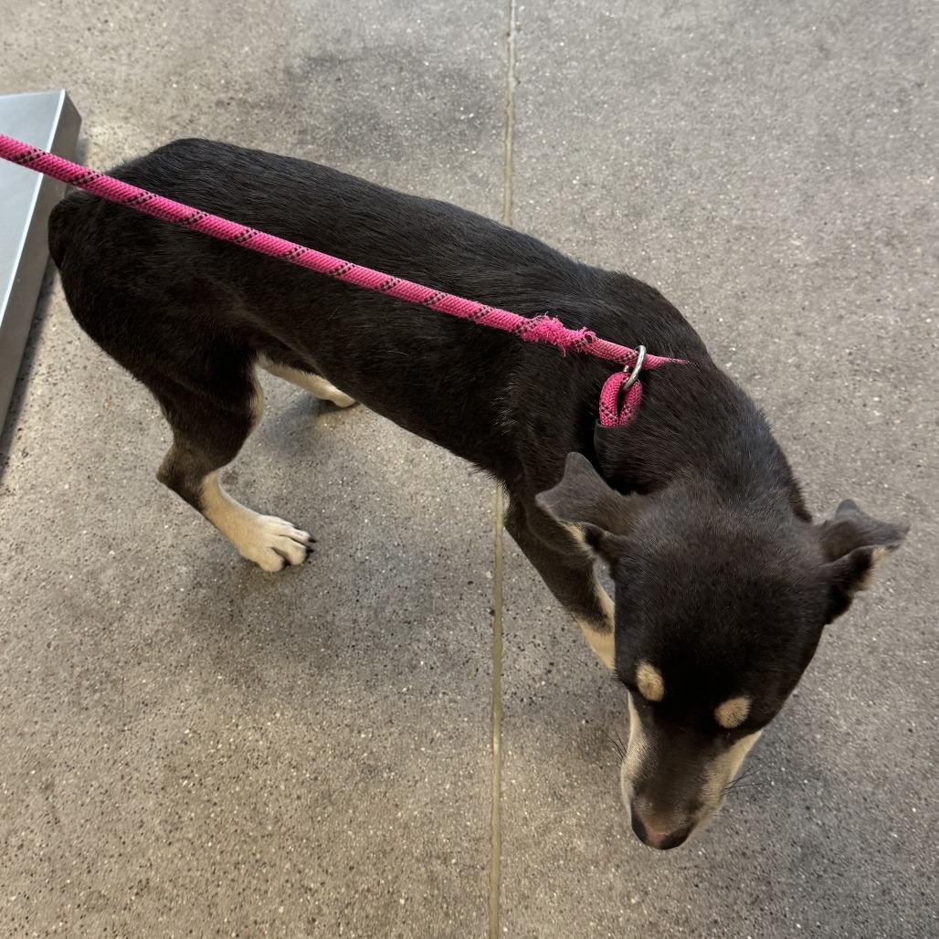 Enlarge Sequoia, a Adoptable Mixed Breed in Las Cruces, NM image 1/3