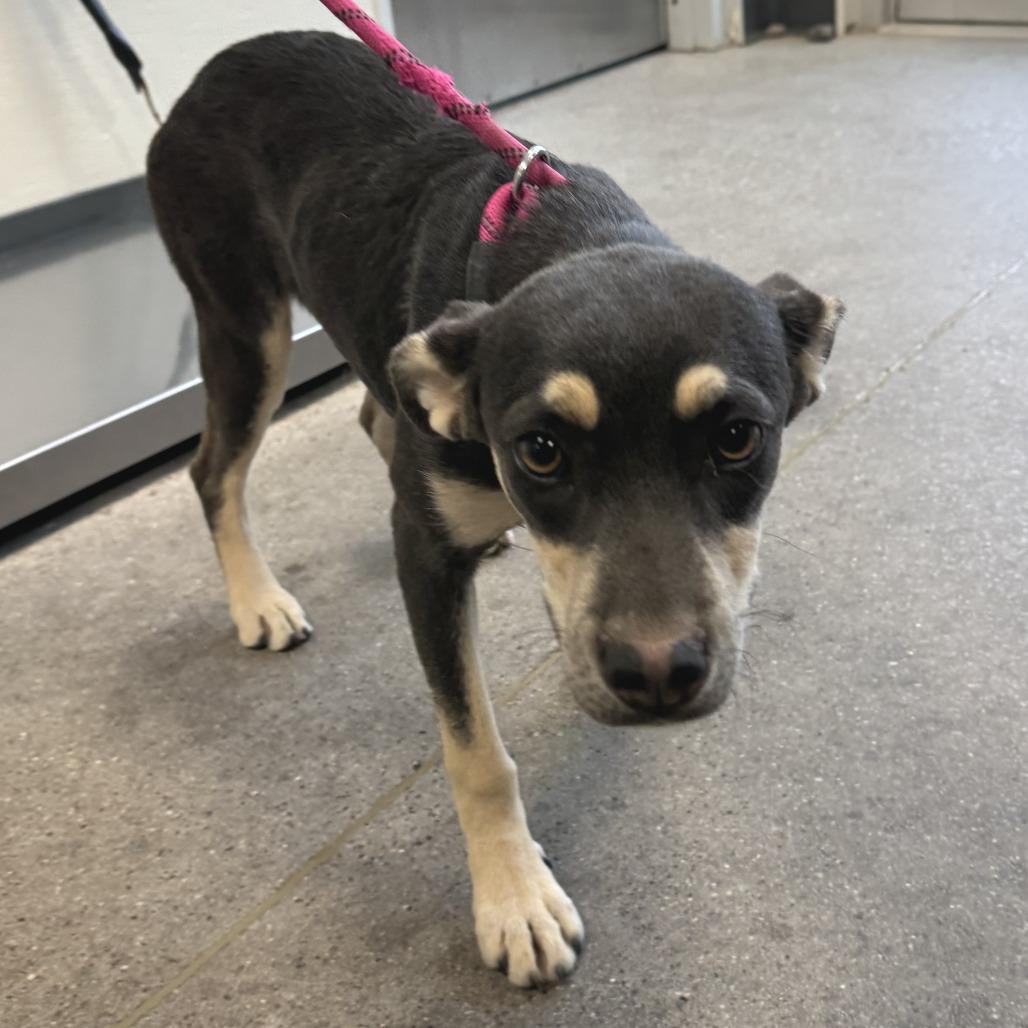 Enlarge Sequoia, a Adoptable Mixed Breed in Las Cruces, NM image 2/3