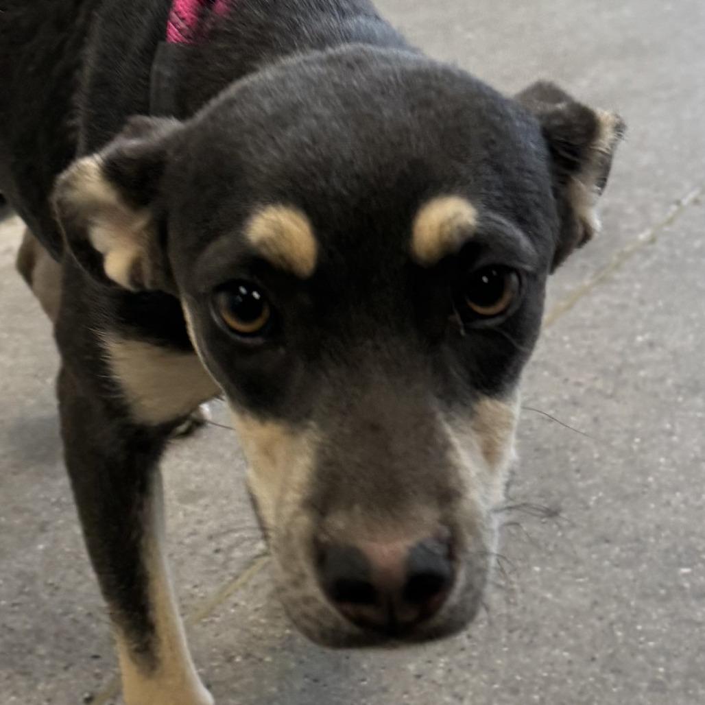 Enlarge Sequoia, a Adoptable Mixed Breed in Las Cruces, NM image 3/3