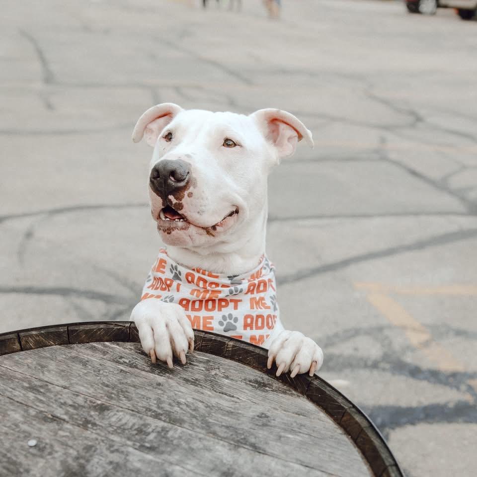 Enlarge Arthur, a Adoptable mixed breed in Milwaukee, WI image 1/6