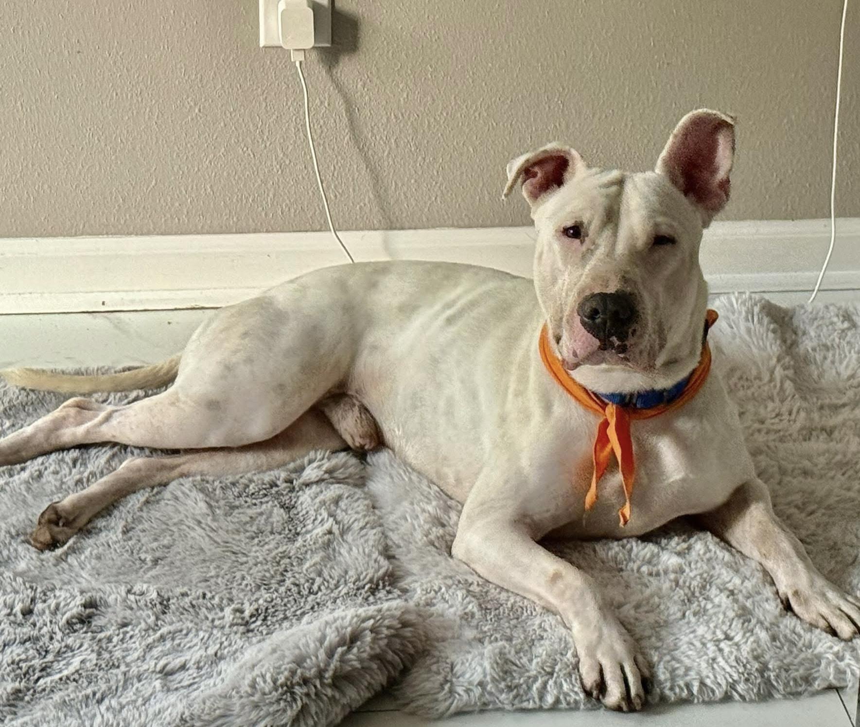 Enlarge Arthur, a Adoptable mixed breed in Milwaukee, WI image 5/6