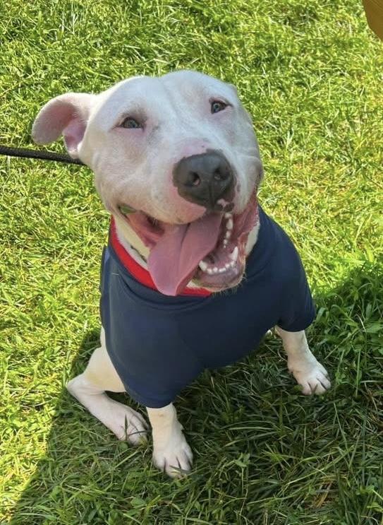 Enlarge Arthur, a Adoptable mixed breed in Milwaukee, WI image 4/6