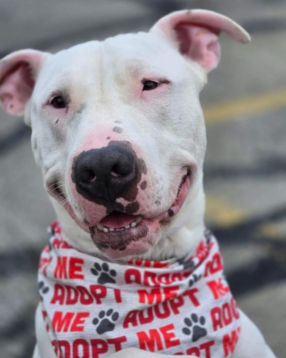 Enlarge Arthur, a Adoptable mixed breed in Milwaukee, WI image 2/6