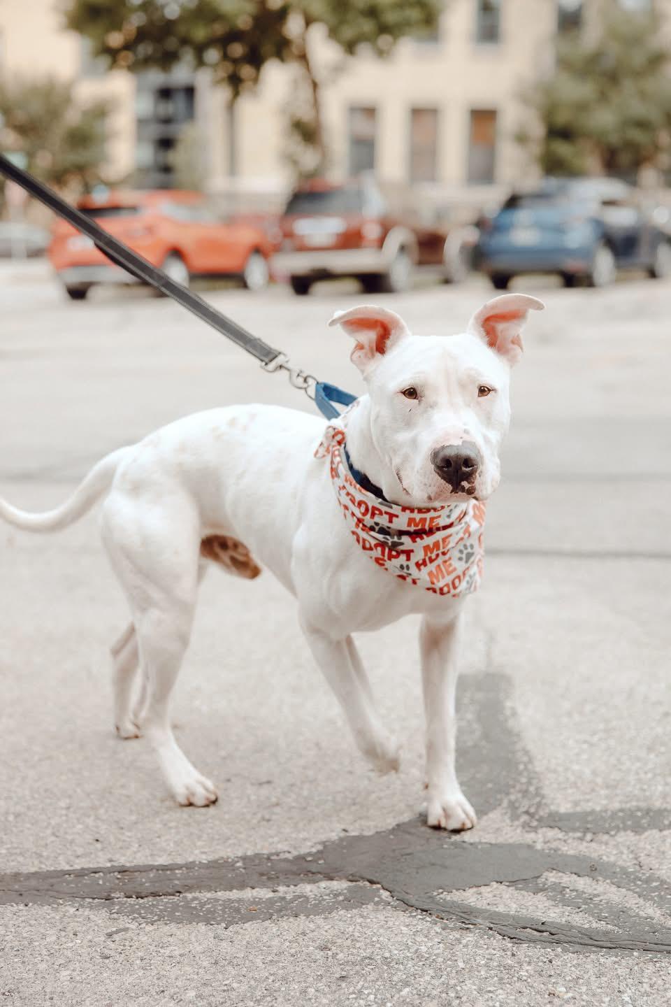 Enlarge Arthur, a Adoptable mixed breed in Milwaukee, WI image 3/6