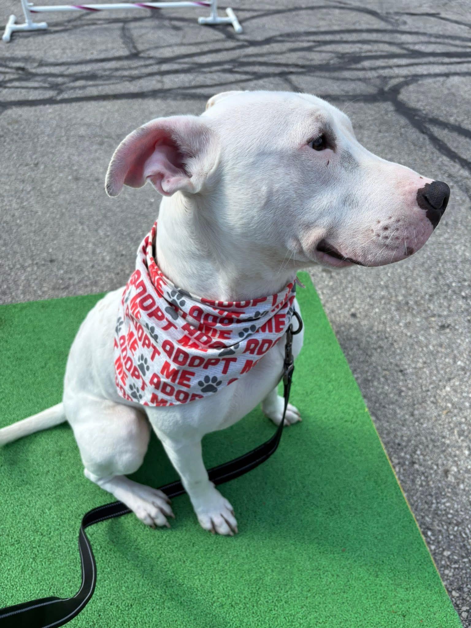 Enlarge Arthur, a Adoptable mixed breed in Milwaukee, WI image 6/6