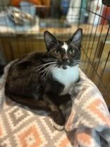 Enlarge Flower, a Adoptable Domestic Short Hair in El Reno, OK image 1/1