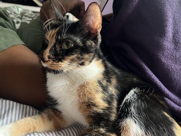 Sassy Sally — thumbnail 2