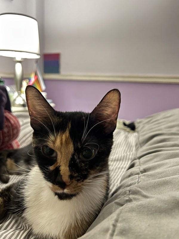 Sassy Sally — thumbnail 4