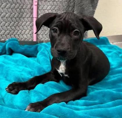 Ritz, Adoptable, Puppy Male Mixed Breed & Mixed Breed.
