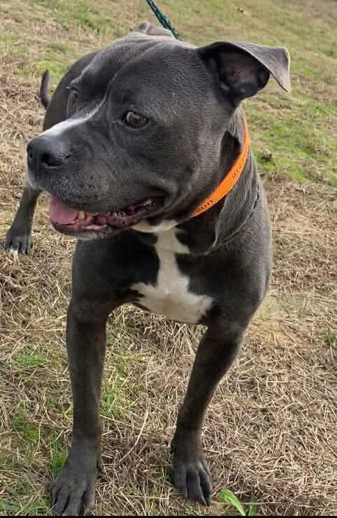 Watson, Adoptable, Adult Male Pit Bull Terrier.