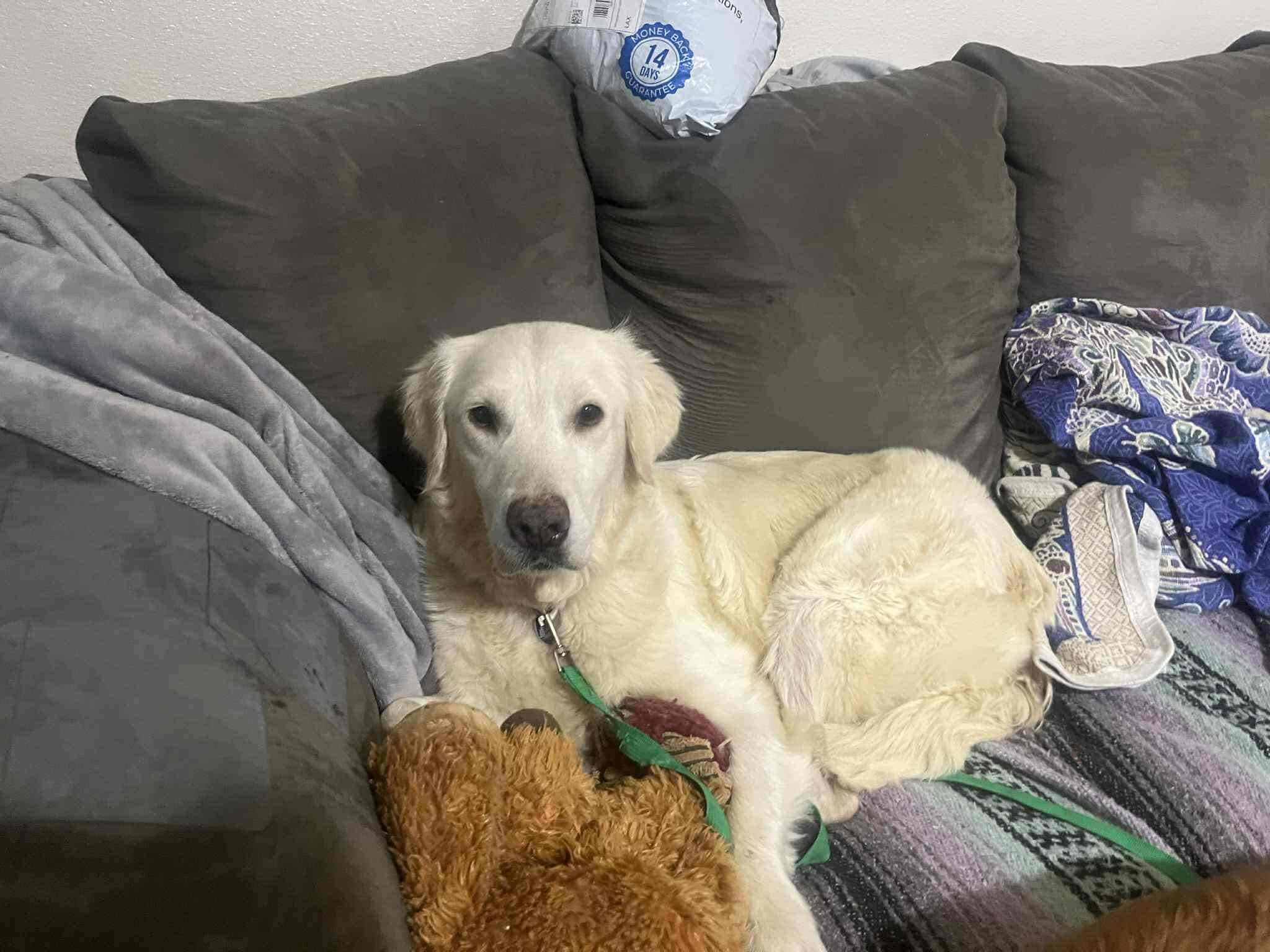 Sofia, Young Female Golden Retriever