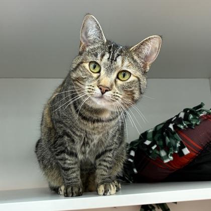 Remi, Adoptable, Adult Female Domestic Short Hair & Domestic Short Hair.