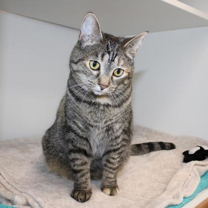Enlarge Remi, a Adoptable mixed breed in Wheaton, IL image 2/3