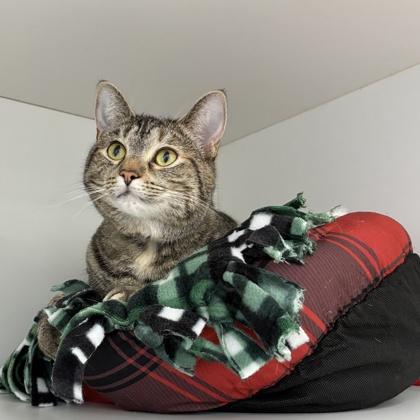 Enlarge Remi, a Adoptable mixed breed in Wheaton, IL image 3/3
