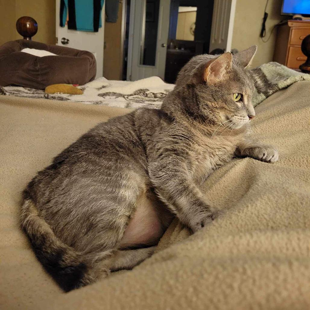 Mitzi, a Adoptable Domestic Short Hair in Tulsa, OK image 3/5