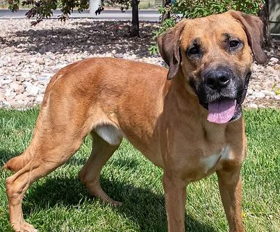 Justin (90079), ADOPTABLE, Young Male Mastiff.