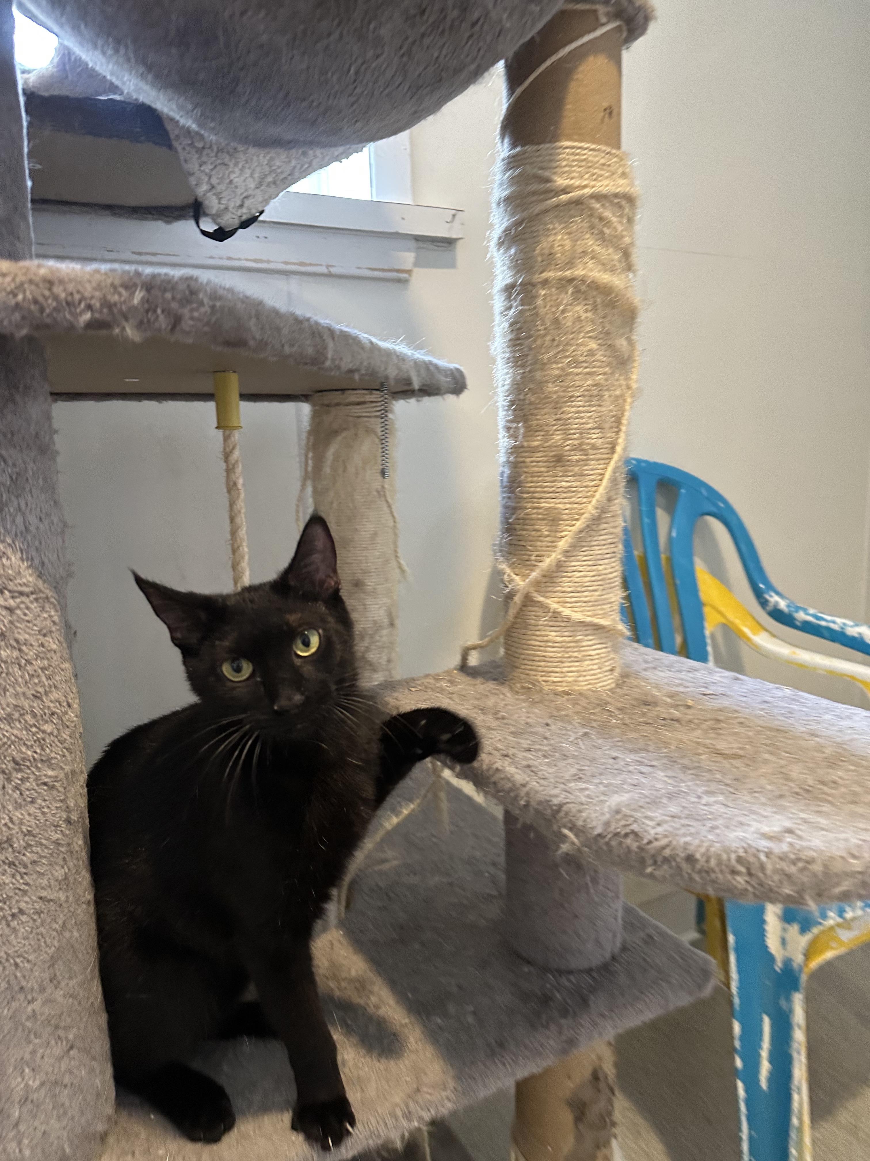 Enlarge Divina, a Adoptable Domestic Short Hair in Clifton, NJ image 4/6