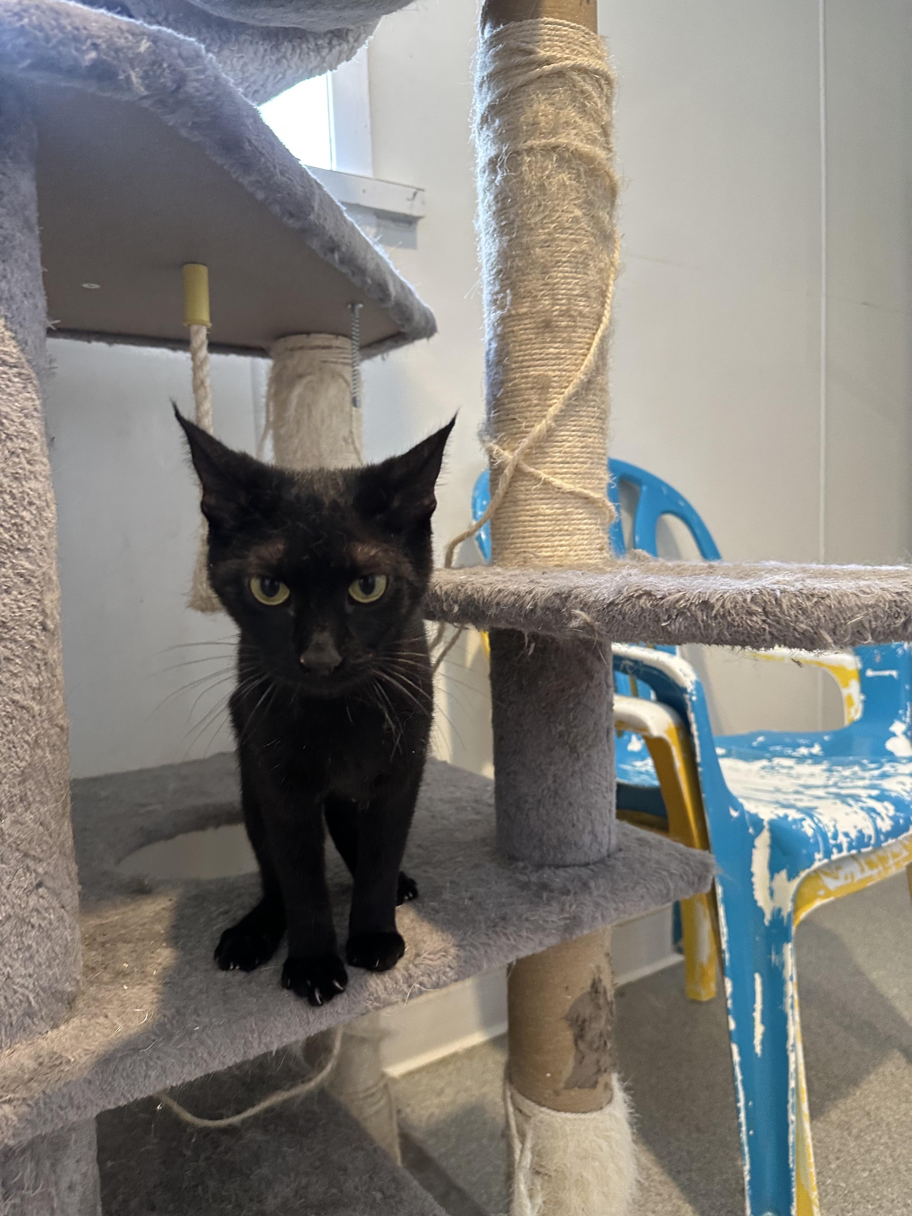 Enlarge Divina, a Adoptable Domestic Short Hair in Clifton, NJ image 2/6