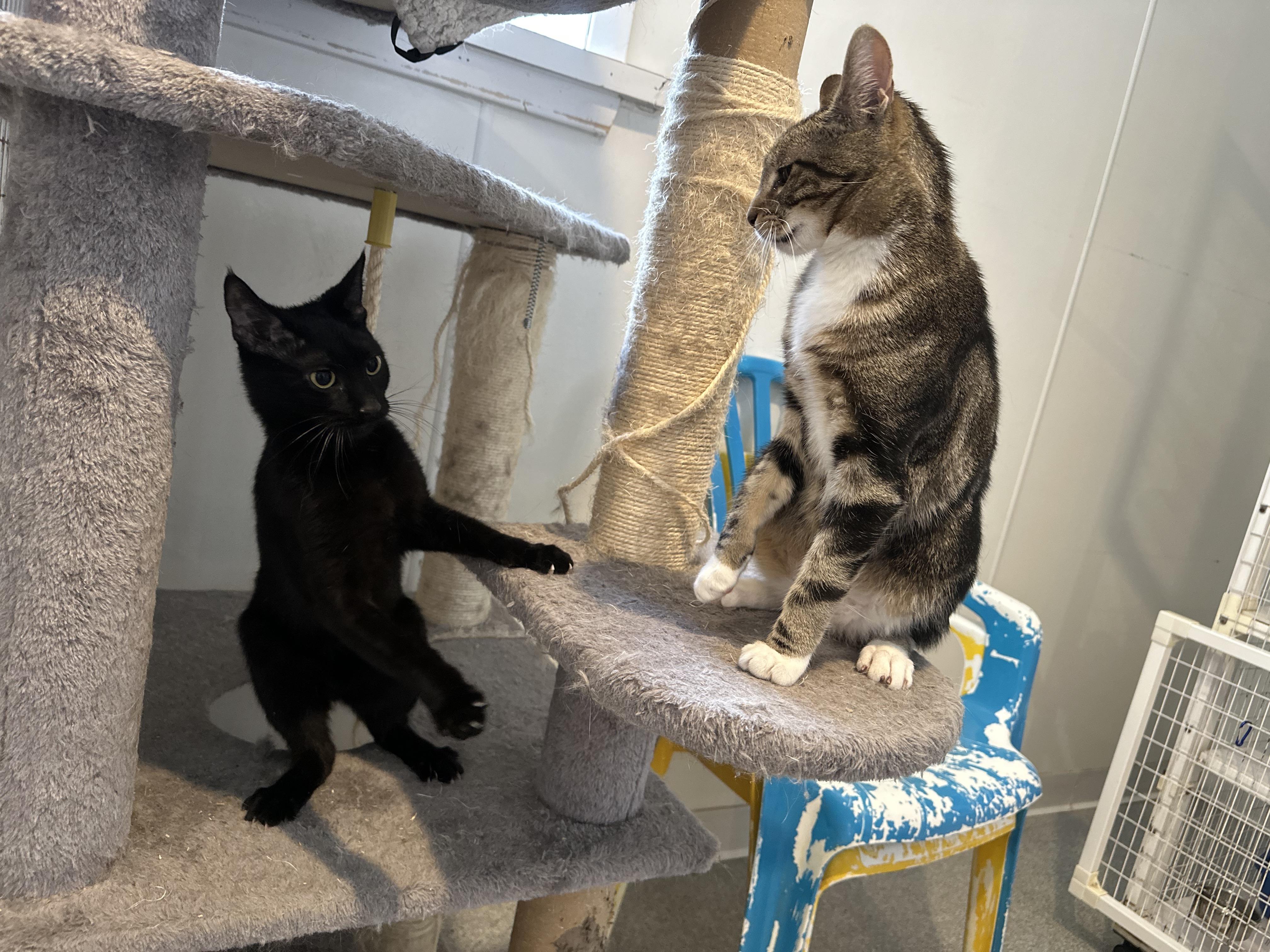 Enlarge Divina, a Adoptable Domestic Short Hair in Clifton, NJ image 3/6