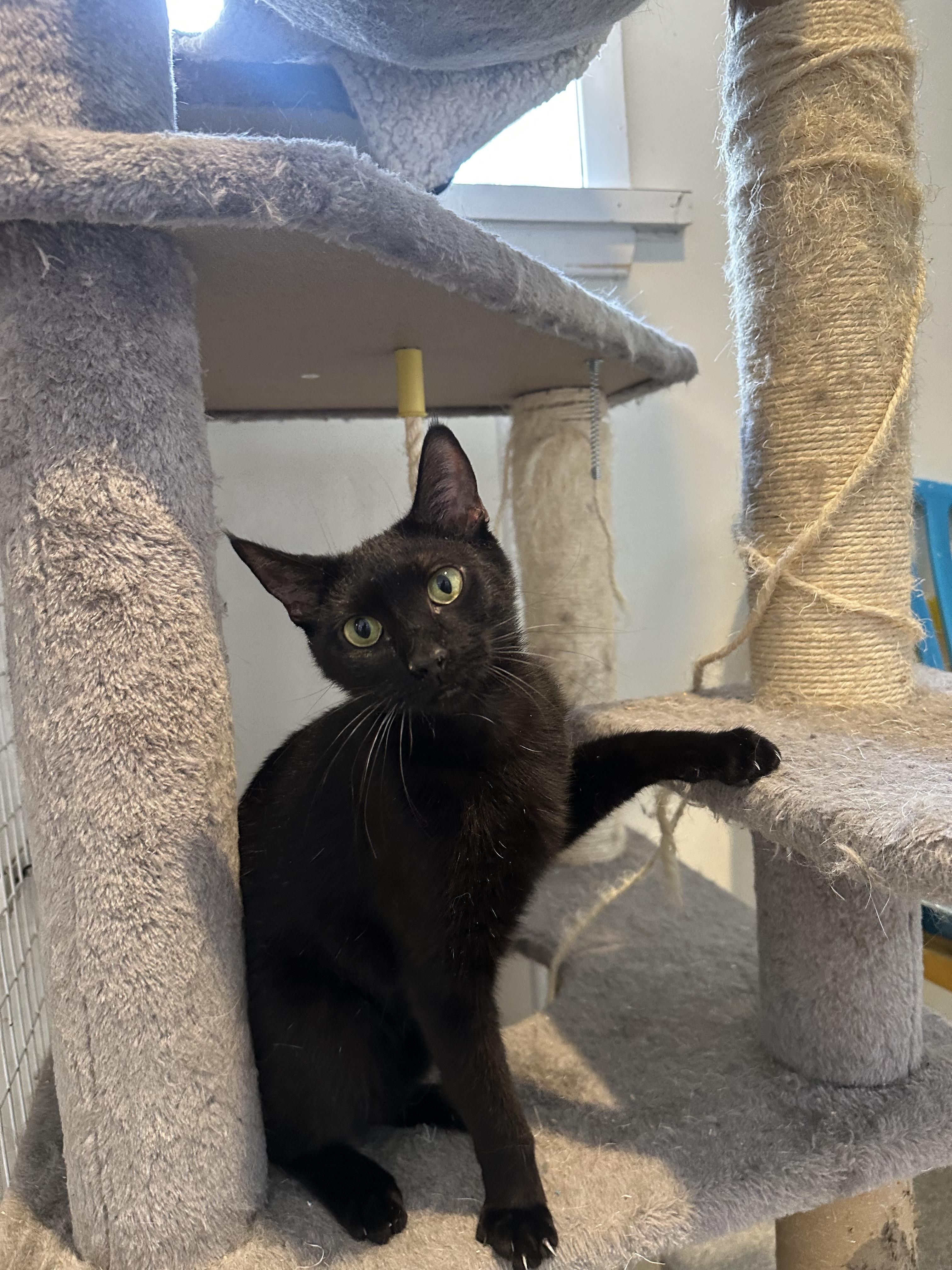 Divina, Adoptable, Young Female Domestic Short Hair.