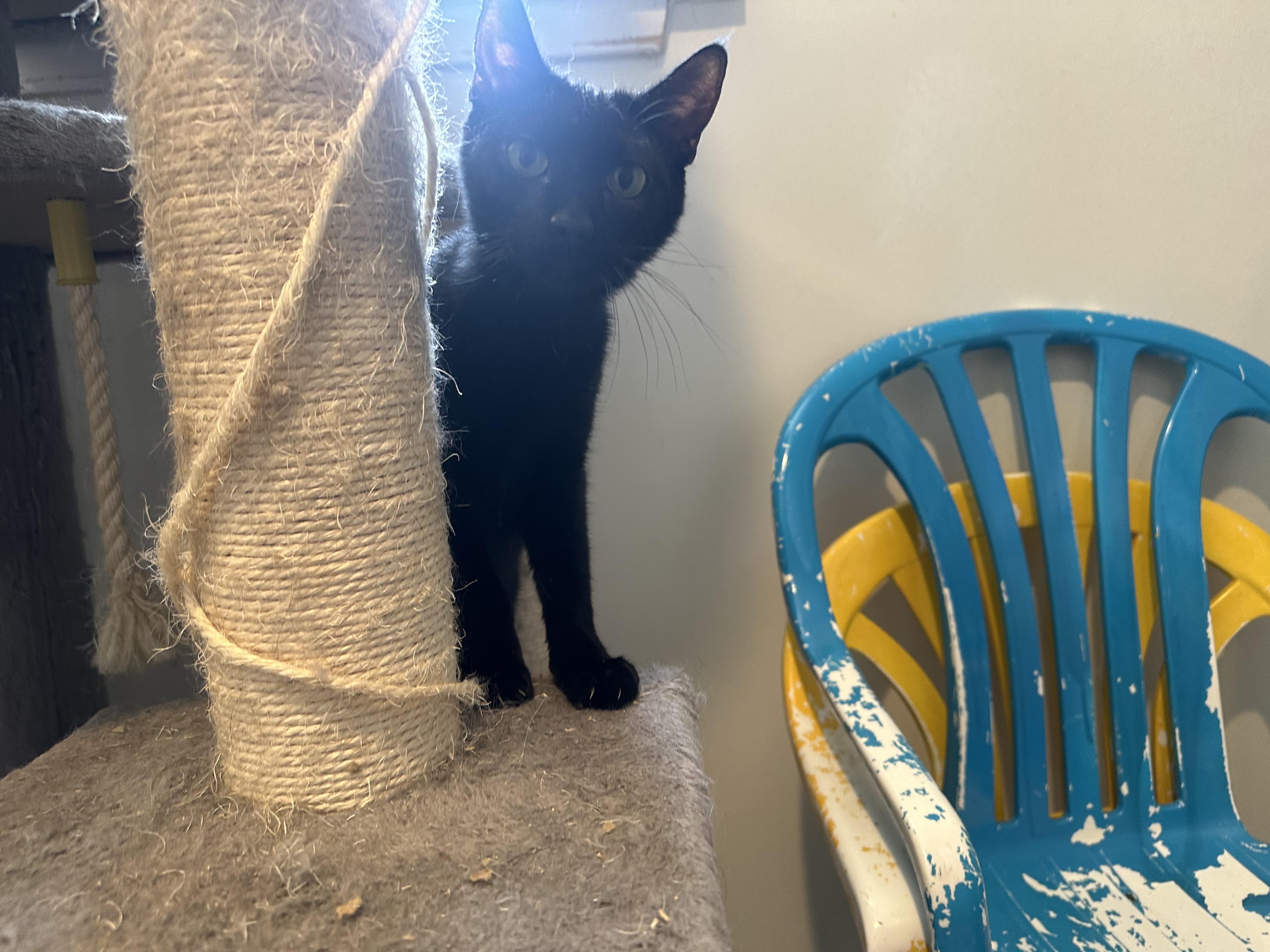 Enlarge Divina, a Adoptable Domestic Short Hair in Clifton, NJ image 5/6