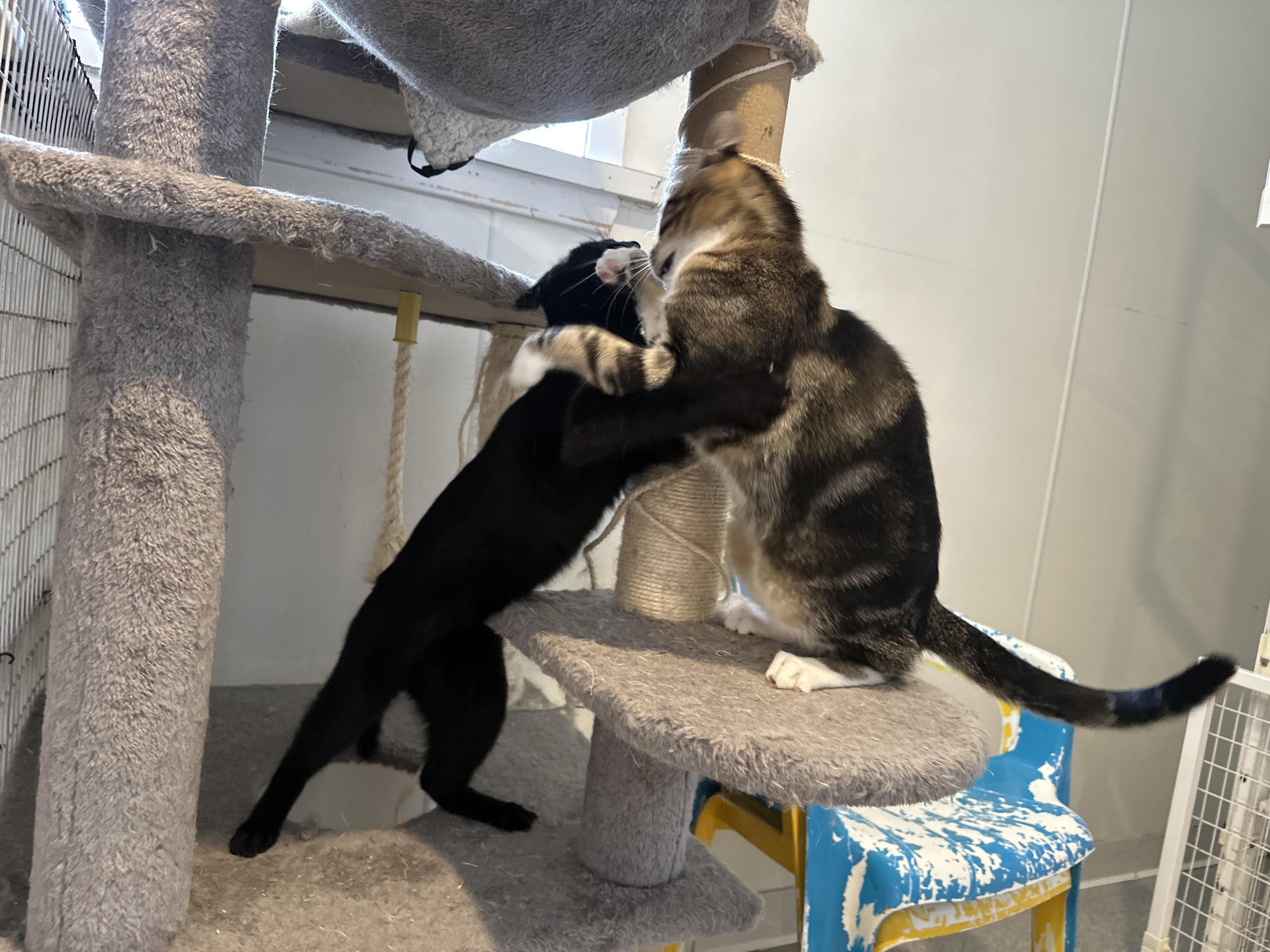 Enlarge Divina, a Adoptable Domestic Short Hair in Clifton, NJ image 6/6