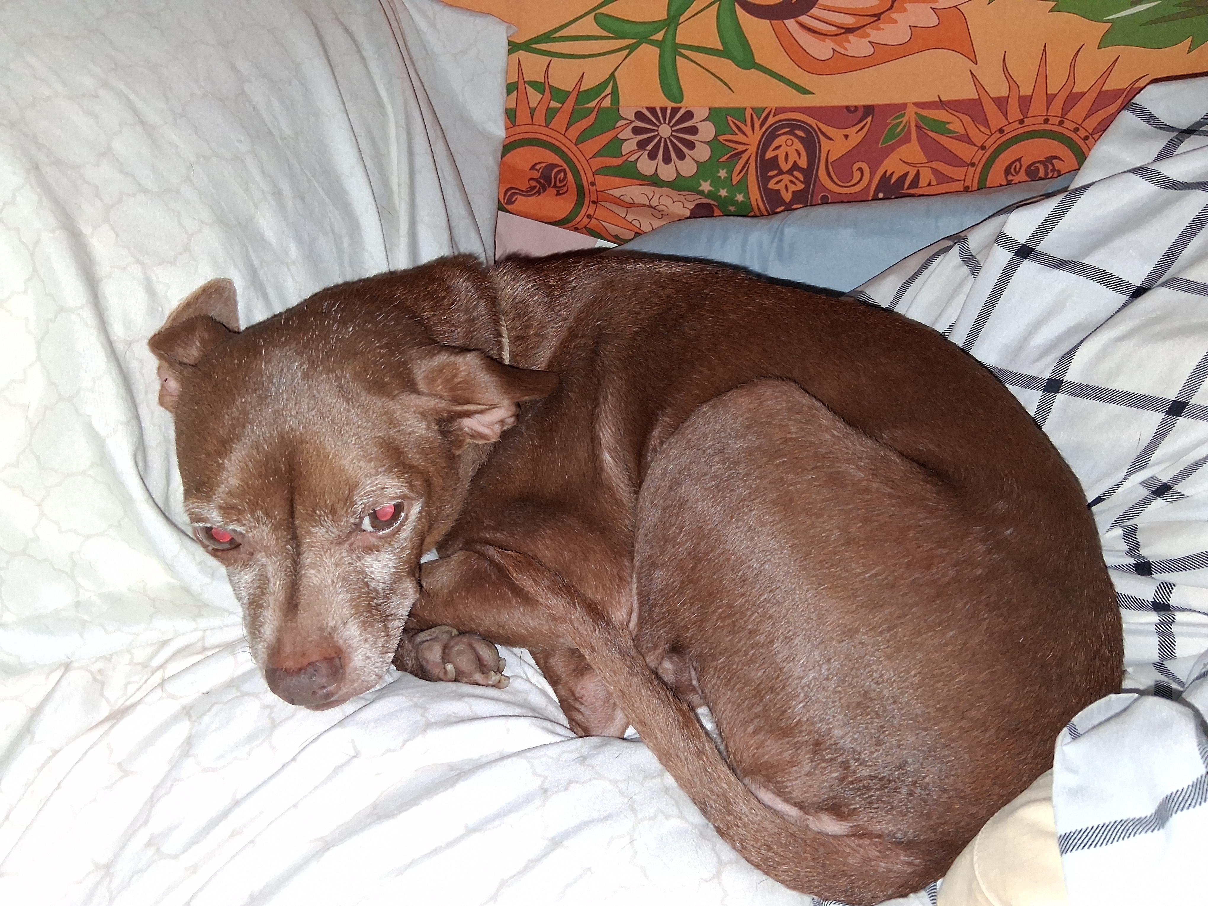 Enlarge Tippy, a ADOPTABLE mixed breed in Staatsburg, NY image 1/1