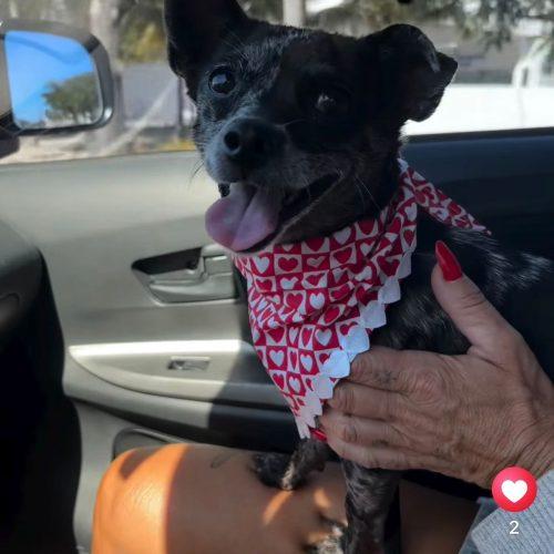 Enlarge Truffles, a Adoptable mixed breed in Sunderland, ON image 2/6