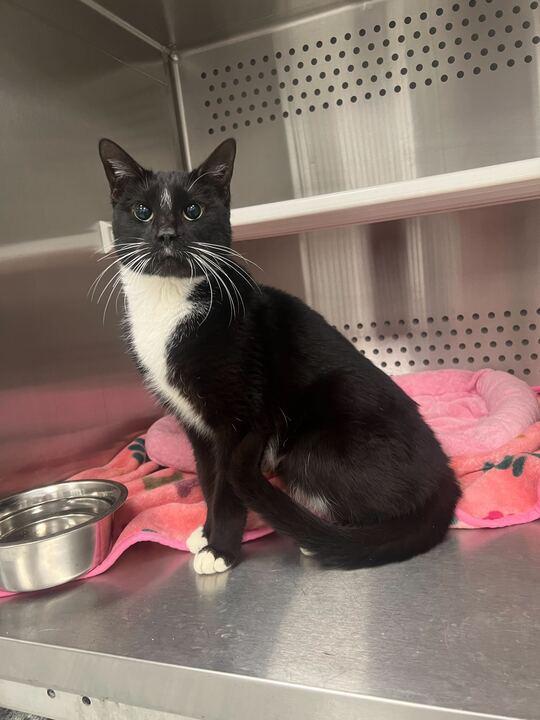 Nelly, ADOPTABLE, Senior Female Tuxedo.