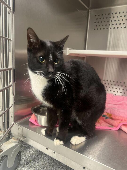 Enlarge Nelly, a ADOPTABLE Tuxedo in Jackson, MI image 1/4