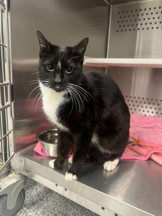 Enlarge Nelly, a ADOPTABLE Tuxedo in Jackson, MI image 3/4