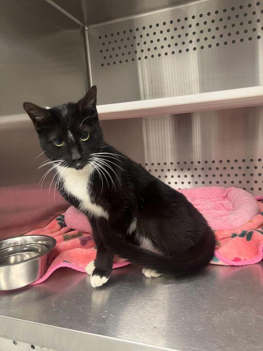 Enlarge Nelly, a ADOPTABLE Tuxedo in Jackson, MI image 4/4