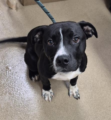 VITO, Adoptable, Young Male Pit Bull Terrier.