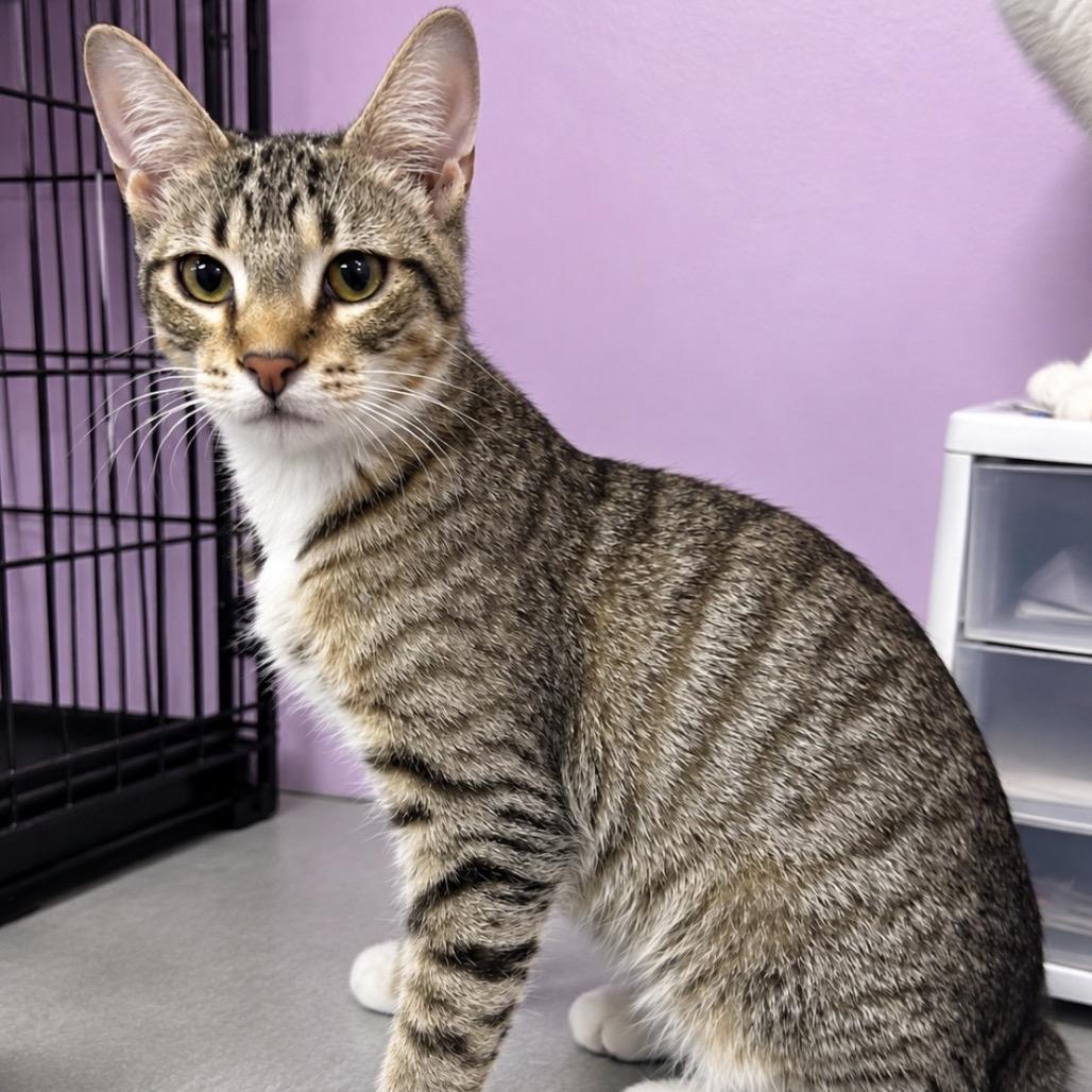 Crazy For You, Adoptable, Young Male Domestic Short Hair.