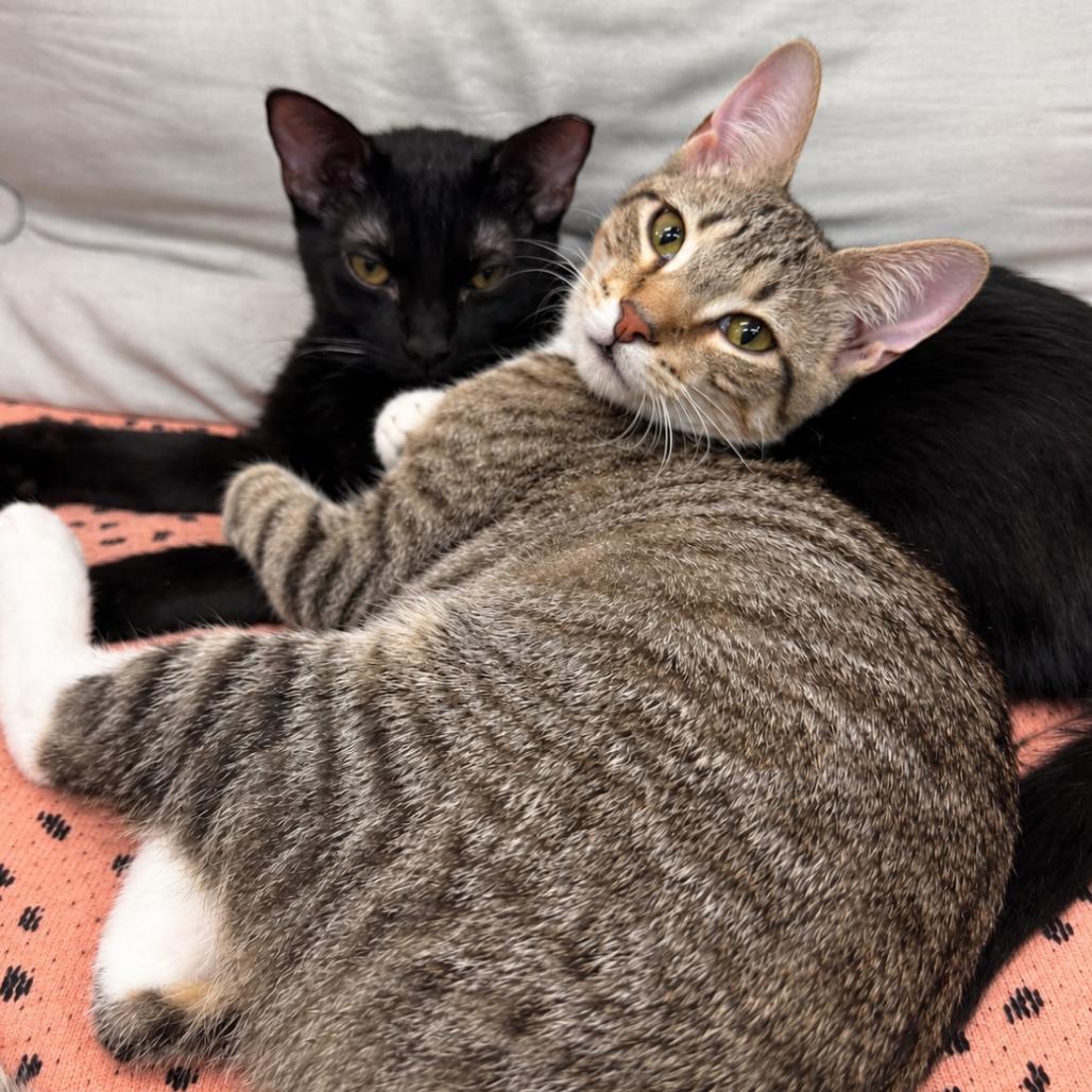 Enlarge Crazy For You, a Adoptable Domestic Short Hair in Boerne, TX image 2/6