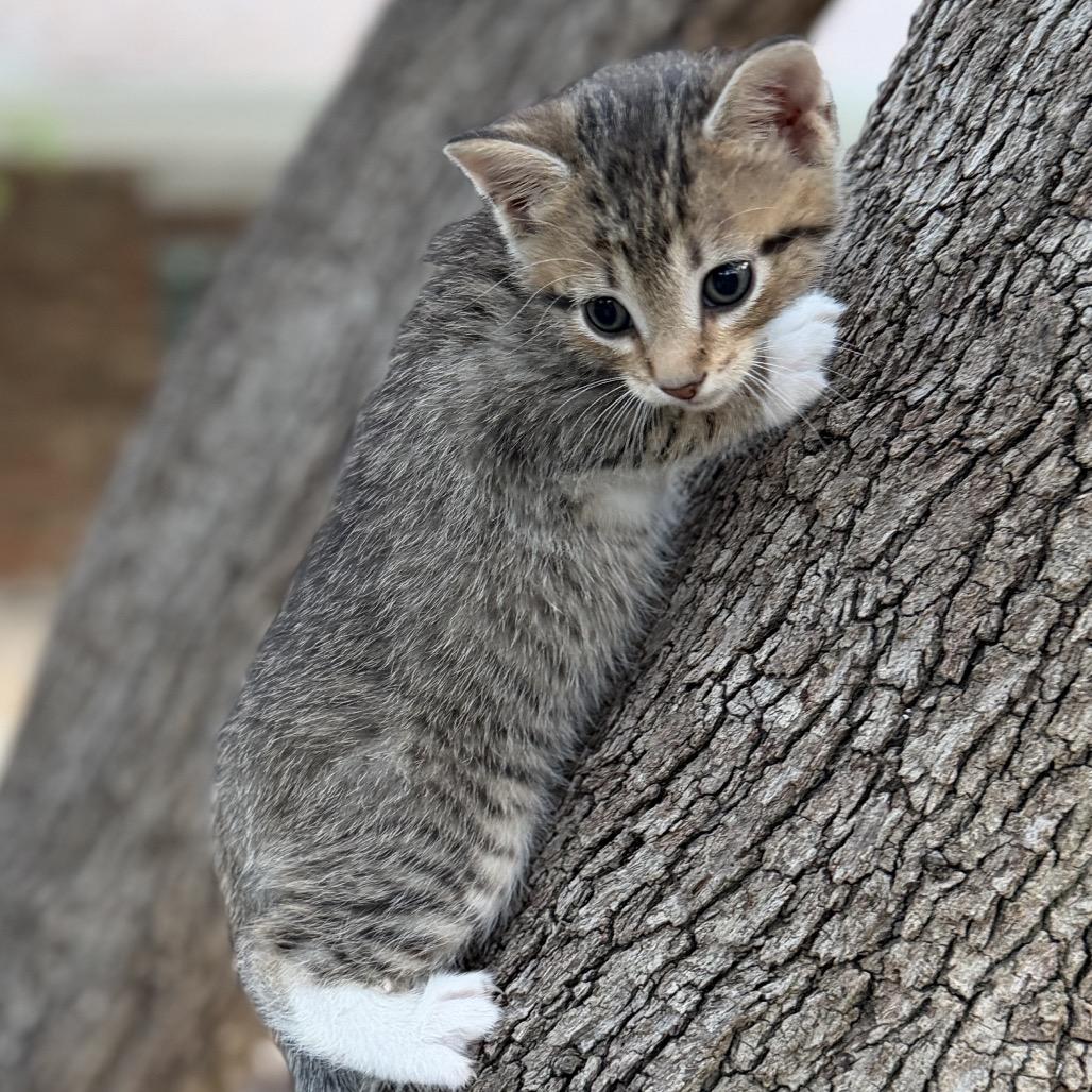 Crazy For You, a Adoptable Domestic Short Hair in Boerne, TX image 1/3