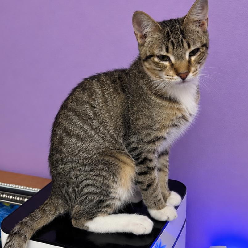 Enlarge Crazy For You, a Adoptable Domestic Short Hair in Boerne, TX image 1/4