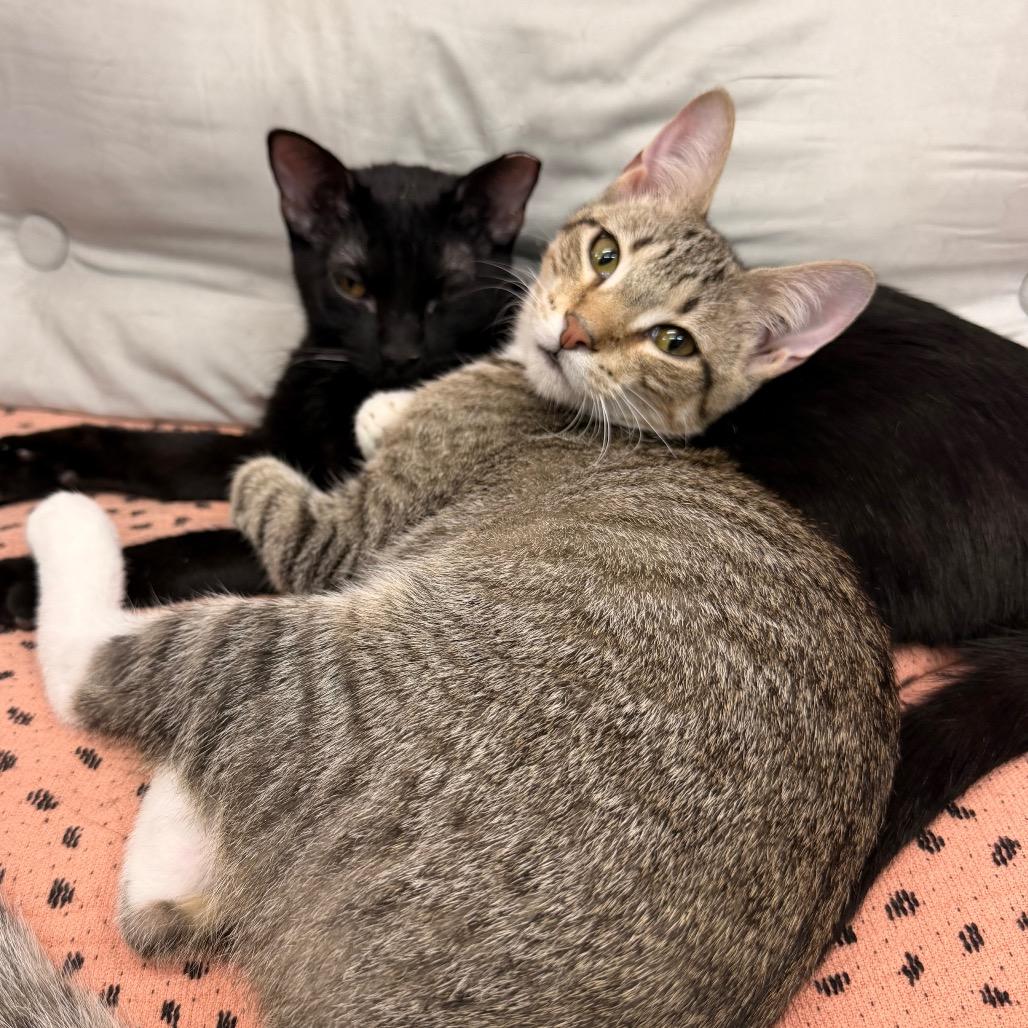 Enlarge Crazy For You, a Adoptable Domestic Short Hair in Boerne, TX image 2/4