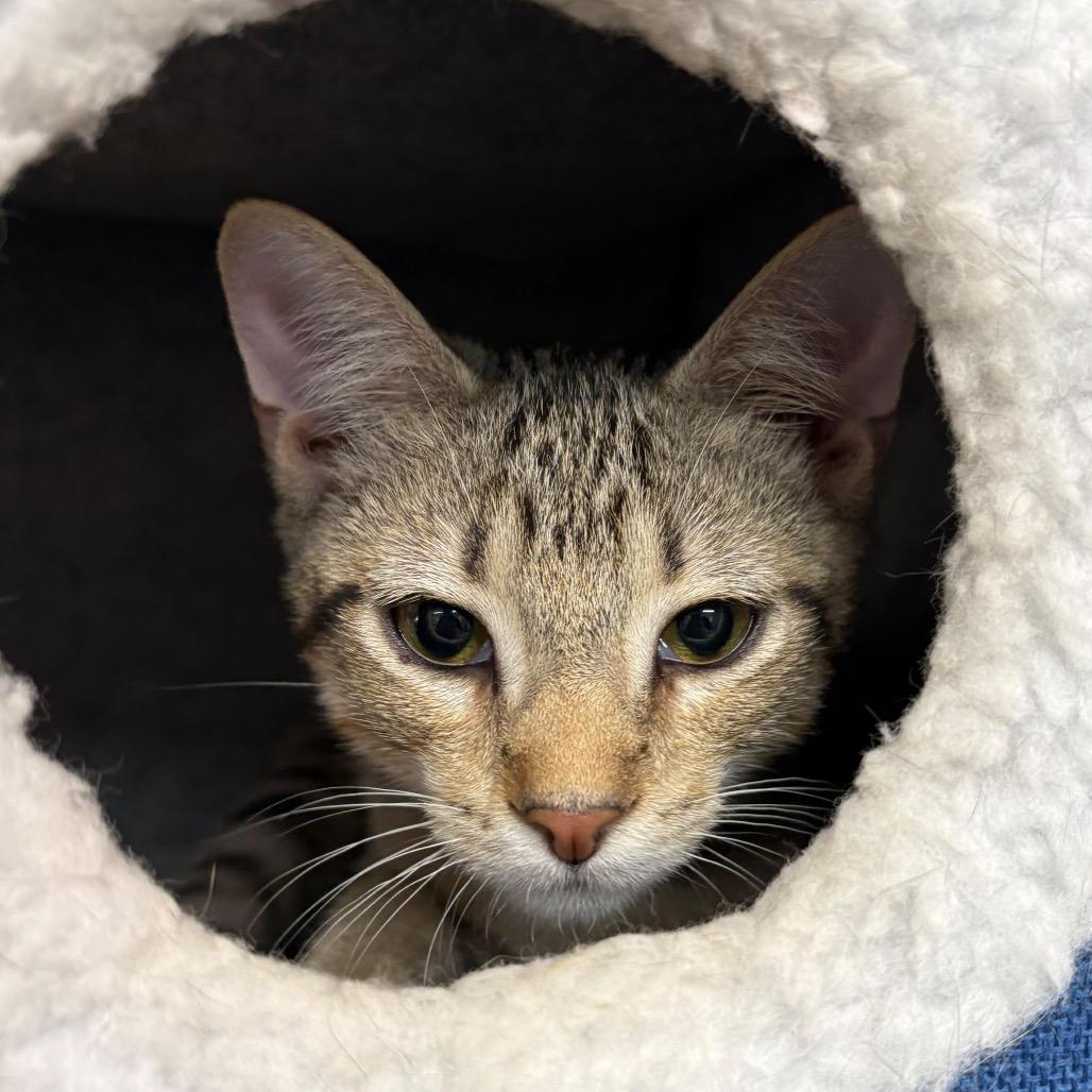 Crazy For You, a Adoptable Domestic Short Hair in Boerne, TX image 2/3
