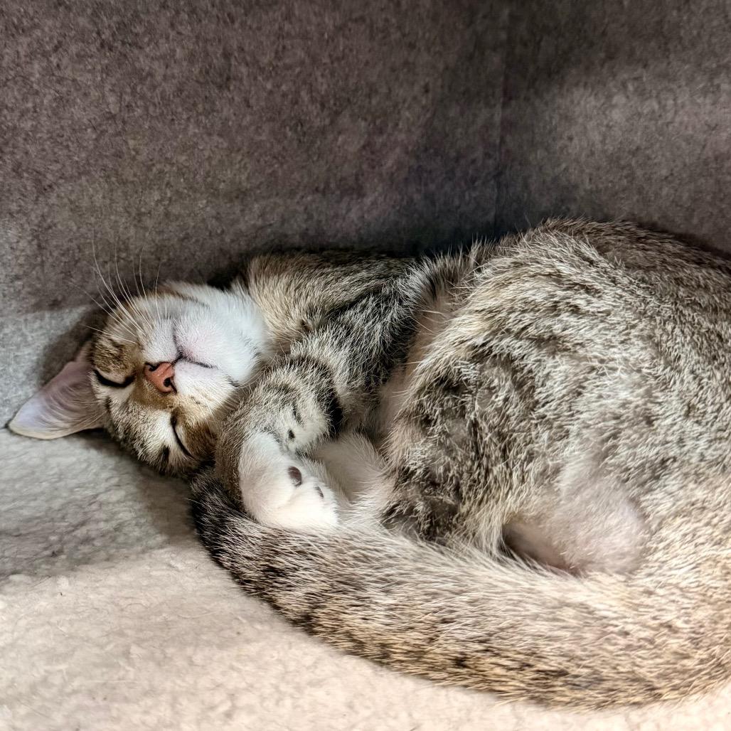 Crazy For You, Adoptable, Kitten Male Domestic Short Hair.