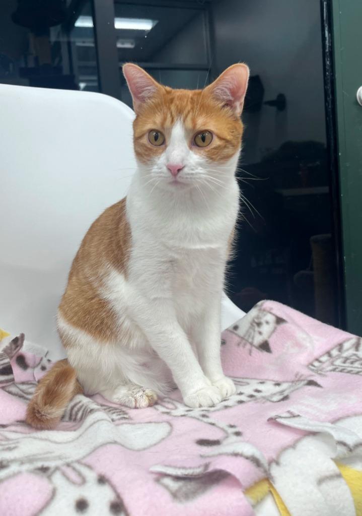 Enlarge Sunkist, a Adoptable mixed breed in Leonardtown, MD image 1/1